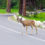 Tips For Preventing Animal Collisions